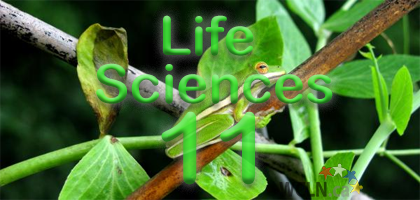 Course Image Biology 30 Online - Lynnes