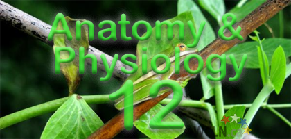 Course Image Anatomy and Physiology 12 (BIO12) - Lynnes